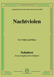 Schubert-Nachtviolen