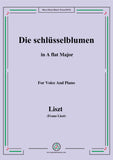Liszt-Die schlüsselblumen