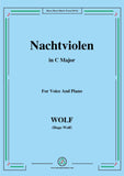 Wolf-Nachtviolen