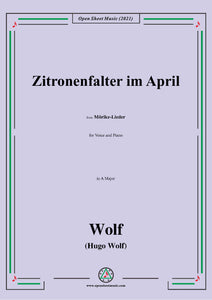 Wolf-Zitronenfalter im April, IHW 22 No.18