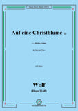 Wolf-Auf eine Christblume I, IHW 22 No.20