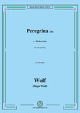 Wolf-Peregrina II